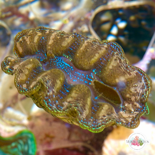WYSWYG Blue & Gold Crocea Clam | Tridacna crocea