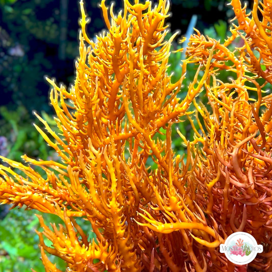 Spiny Seaweed Macroalgae | Eucheuma isiforme