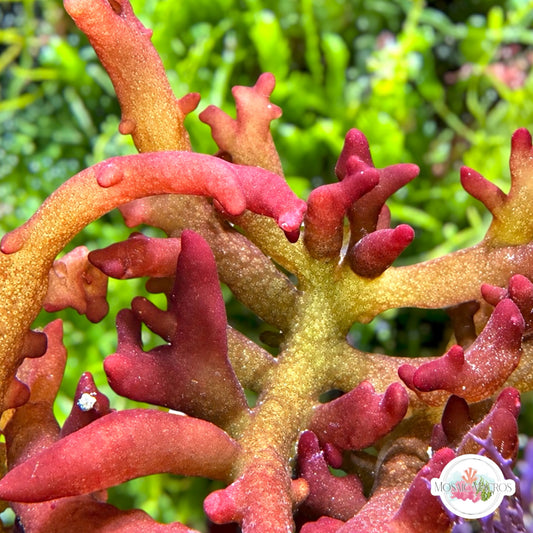 Rainbow Finger Macroalgae | Gracilaria canaliculata