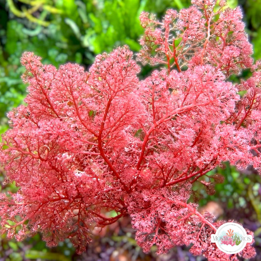 Flamingo Feather Macroalgae | Heterosiphonia gibbesii