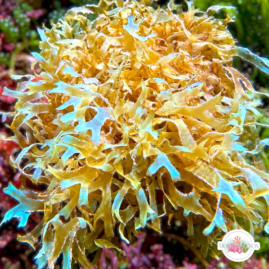 Iridescent Forked Macroalgae | Dictyota dichotoma