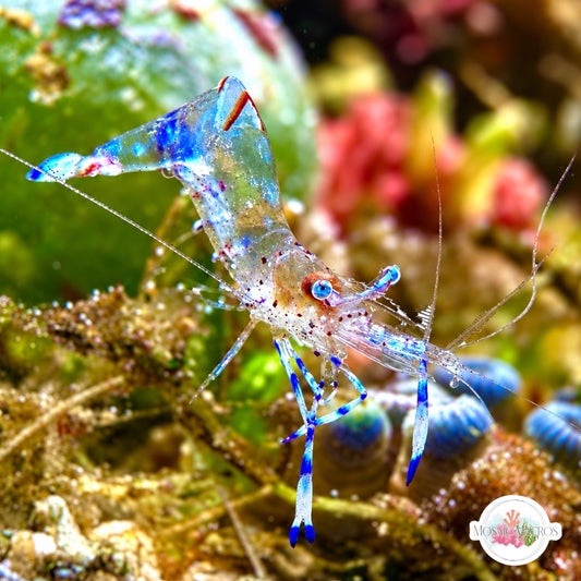 Holthuisi’s Anemone Cleaner Shrimp | Ancylomenes holthuisi