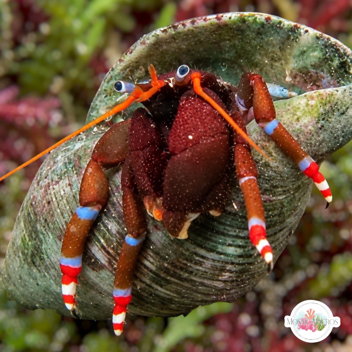 Candy-Footed Hermit Crab | Calcinus talismani