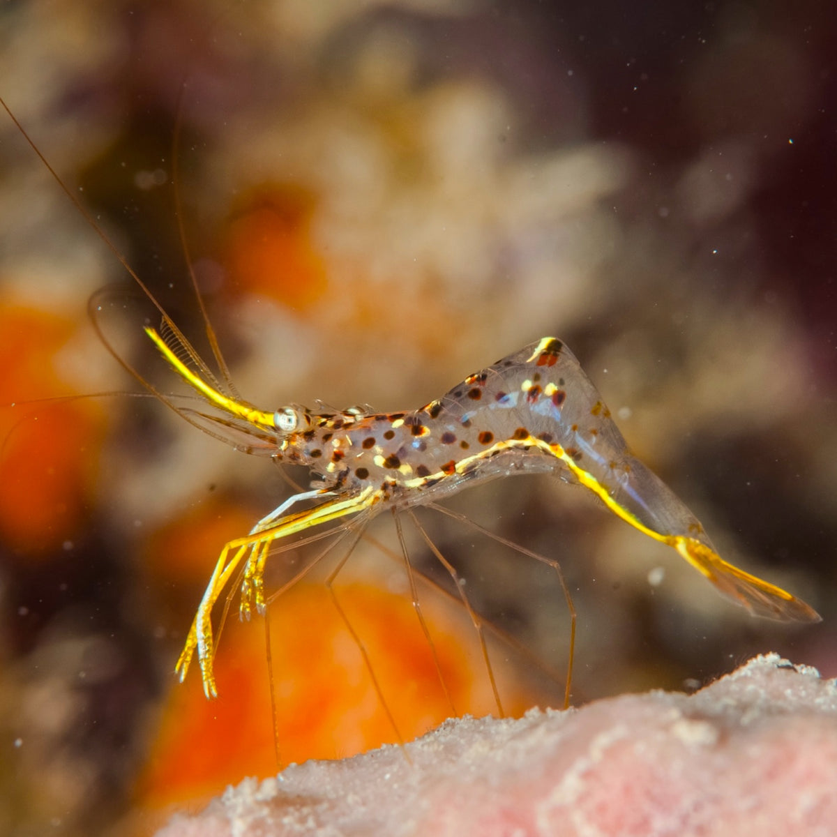 Yellow Scissortail Cleaner Shrimp | Urocaridella degravei