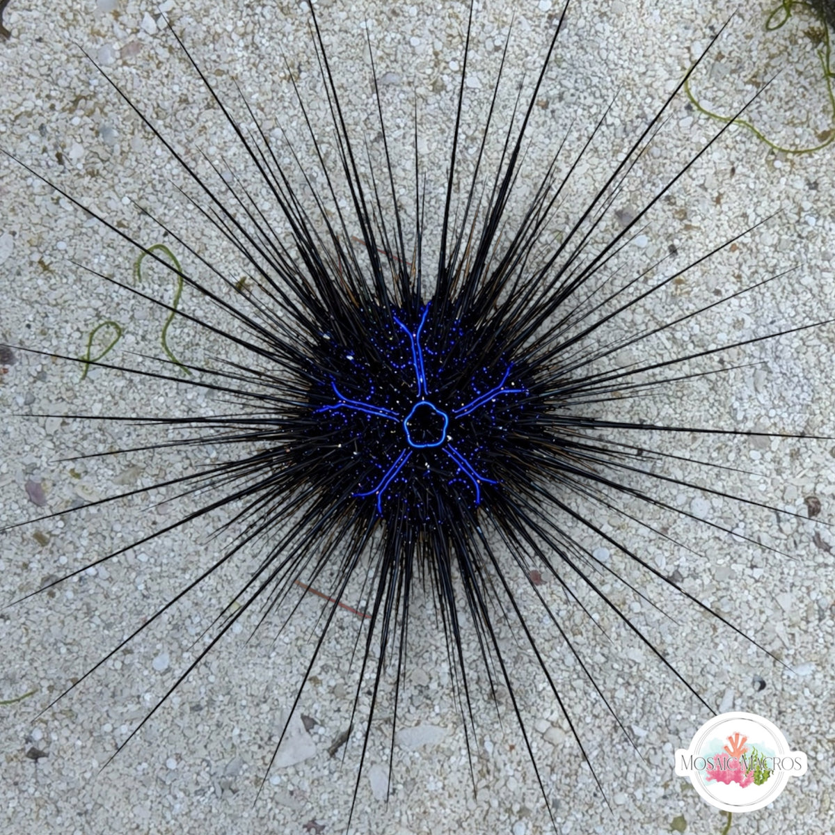 Electric Blue Longspine Urchin | Diadema savignyi