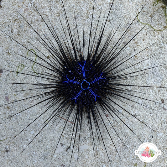 Electric Blue Longspine Urchin | Diadema savignyi