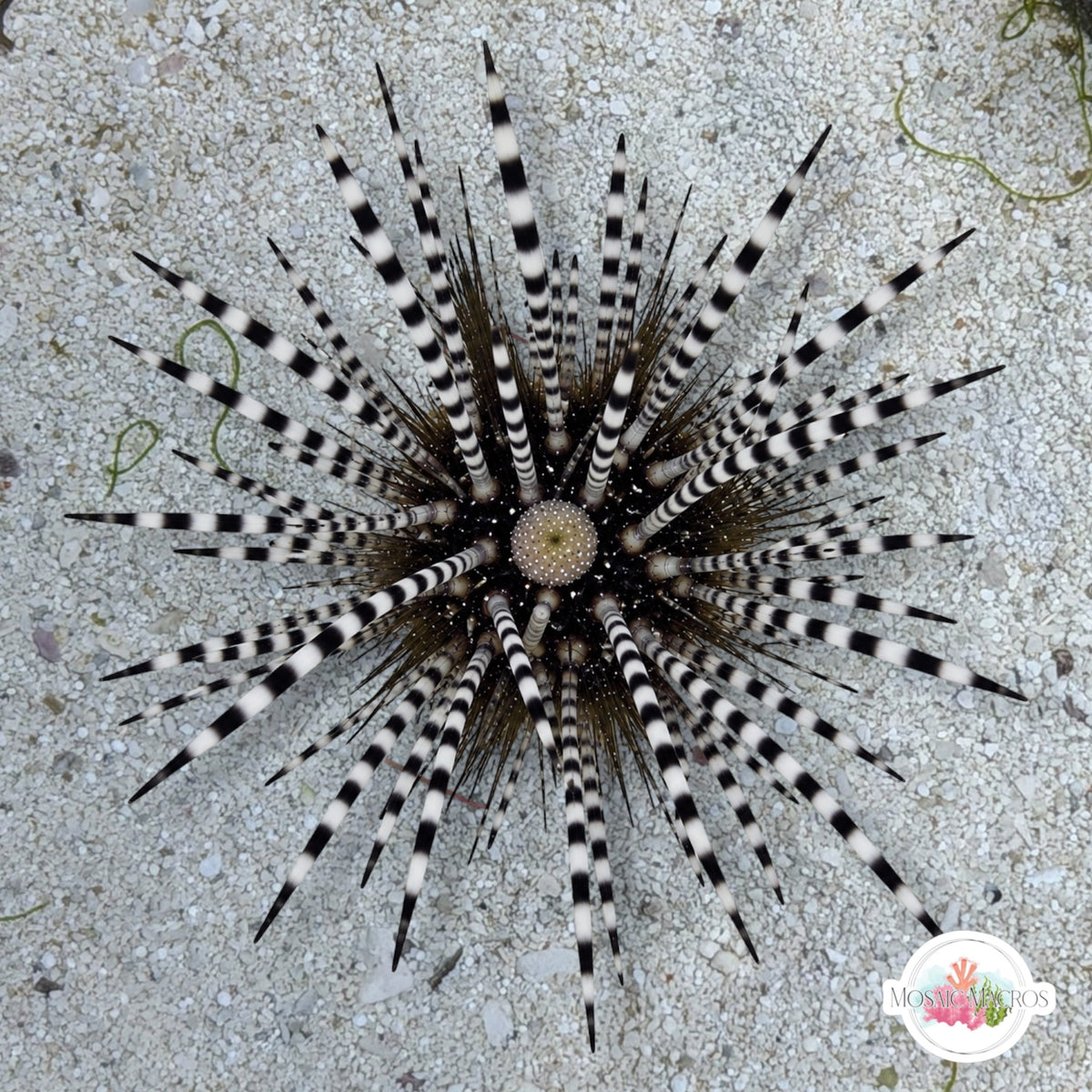Banded Longspine Urchin | Echinothrix calamari