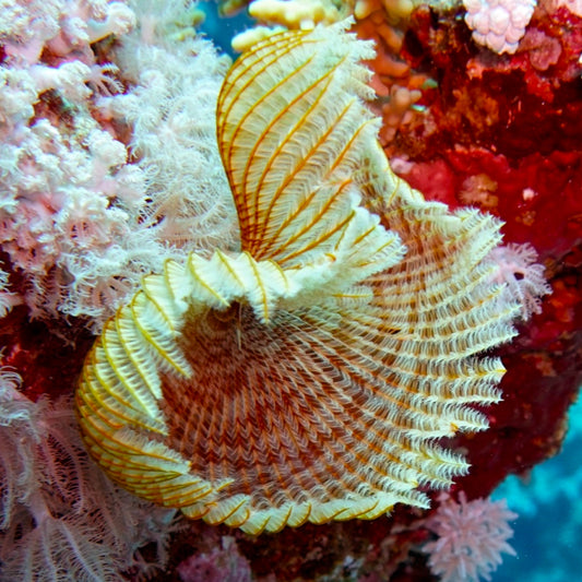 Giant Feather Duster | Sabellastarte sanctijosephi