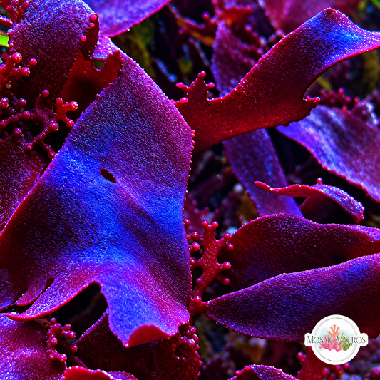 Purple Fauchea Macroalgae | Fauchea sp.