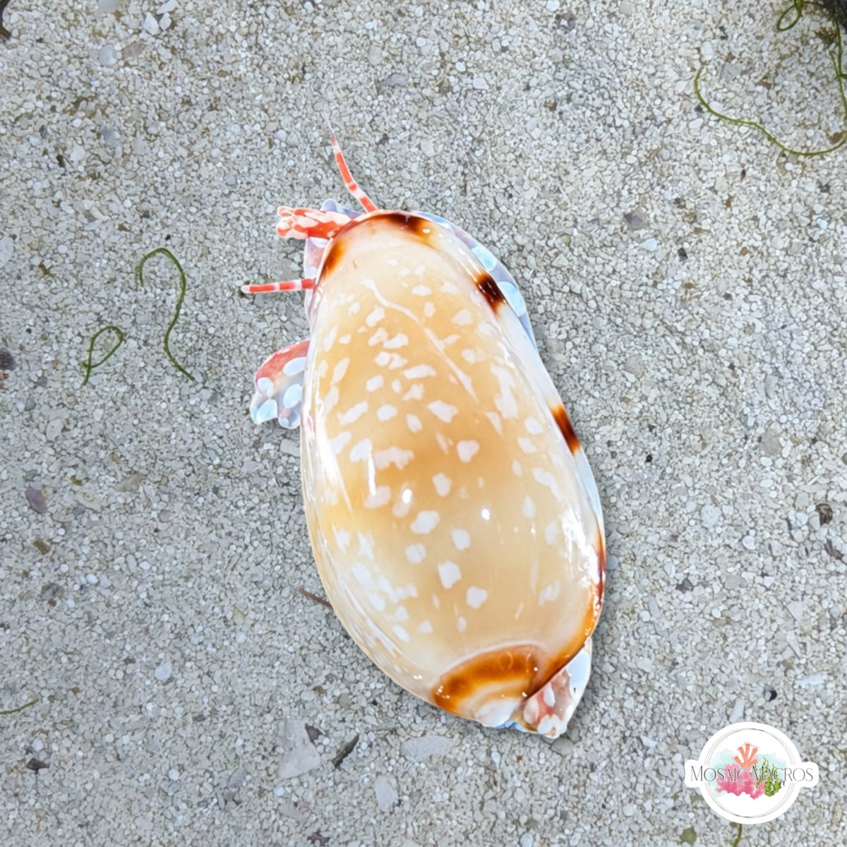White-Spotted Marginella Snail | Prunum guttatum