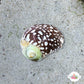Virgin Nerite Snail | Vitta virginea