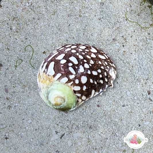 Virgin Nerite Snail | Vitta virginea