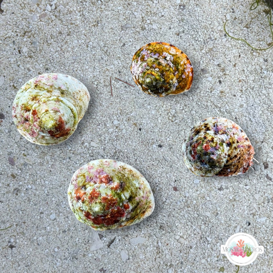 Button Snail | Modulus modulus