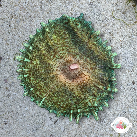Green Umbrella Mushroom | Discosoma neglecta