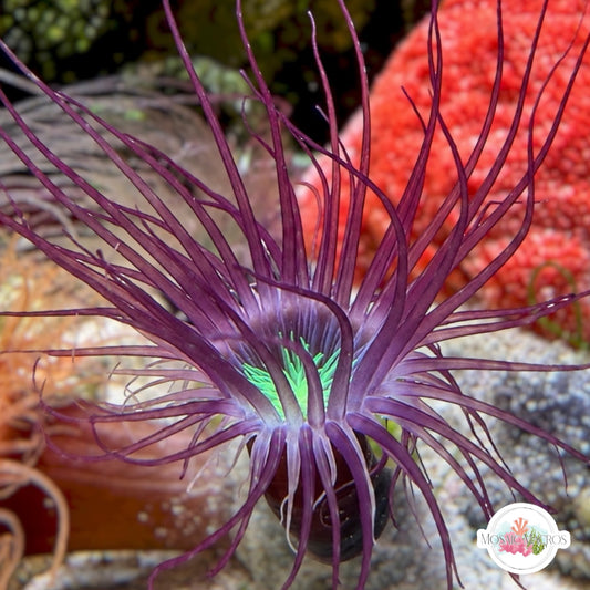 Twilight Tube Anemone | Pachycerianthus delwynae