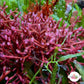 Tubular Thicket Macroalgae | Galaxaura rugosa