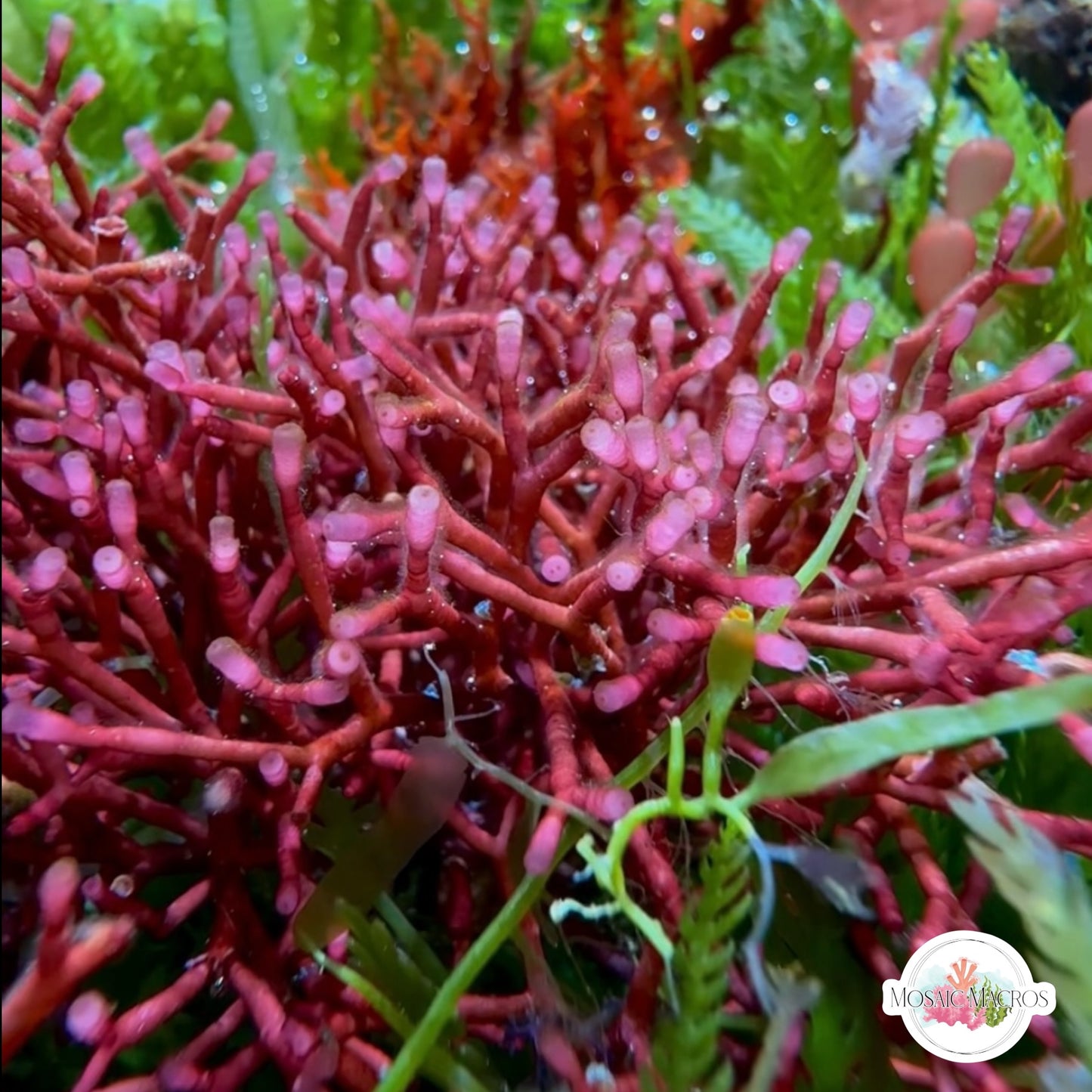 Tubular Thicket Macroalgae | Galaxaura rugosa