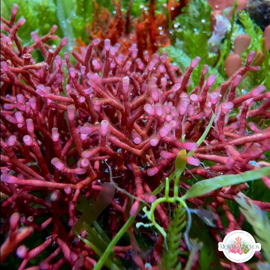 Tubular Thicket Macroalgae | Galaxaura rugosa