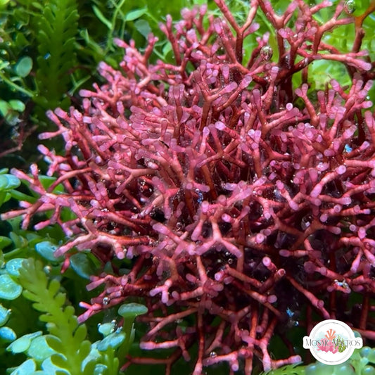 Tubular Thicket Macroalgae | Galaxaura rugosa