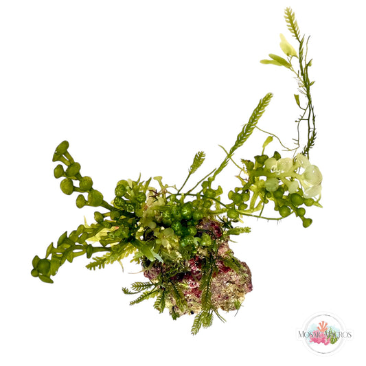 WYSWYG Caulerpa mexicana, Caulerpa peltata, Caulerpa brachypus, Lobe-Bladed Caulerpa, Coralline (Naturally Attached to Rock)