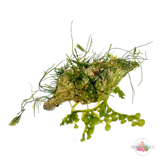 WYSWYG Caulerpa mexicana, Caulerpa peltata, Lobe-Bladed Caulerpa, Seagrass Chaeto (Naturally Attached to Rock)