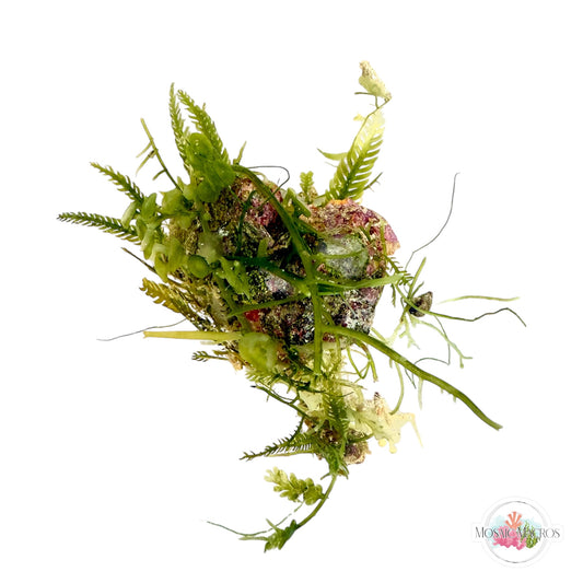 WYSWYG Caulerpa mexicana, Caulerpa peltata, Lobe-Bladed Caulerpa, Coralline (Naturally Attached to Rock)