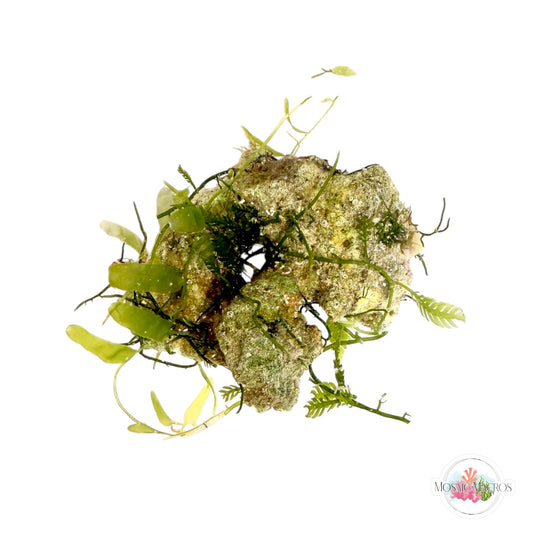 WYSWYG Caulerpa brachypus, Caulerpa mexicana (Naturally Attached to Rock)