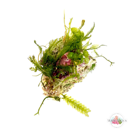 WYSWYG Caulerpa mexicana, Caulerpa peltata, Lobe-Bladed Caulerpa, Coralline (Naturally Attached to Rock)