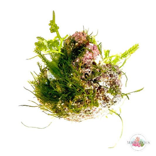 WYSWYG Caulerpa mexicana, Caulerpa lentillifera, Coralline (Naturally Attached to Rock)