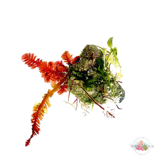 WYSWYG Red Fern Haliptilon, Gelidium, Caulerpa brachypus (Naturally Attached to Rock)