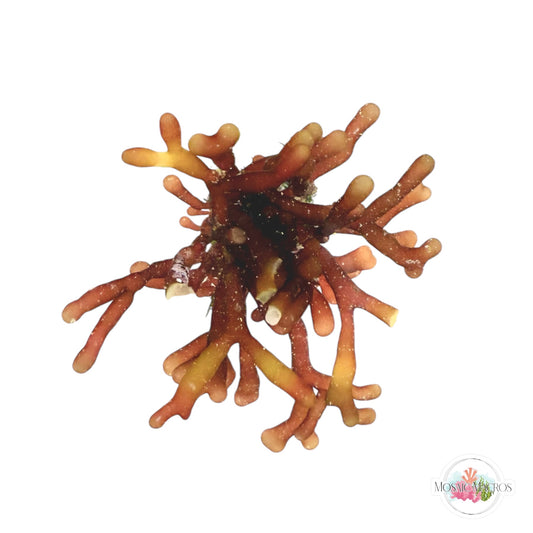 WYSWYG Branching Hex (Naturally Attached to Rock)
