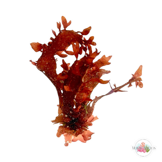 WYSWYG Purple Fauchea (Naturally Attached to Rock)