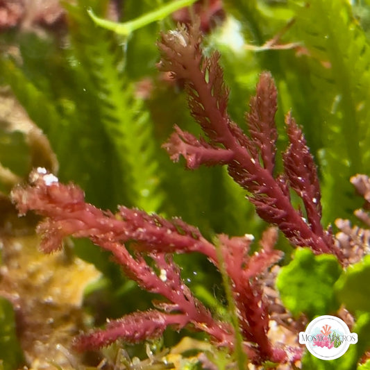 Bristletooth Comb Macroalgae | Alsidium triquetrum