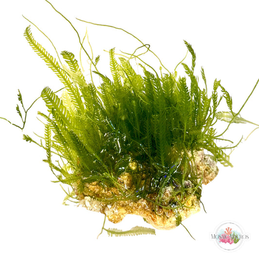 WYSWYG Caulerpa mexicana (Naturally Attached to Rock)