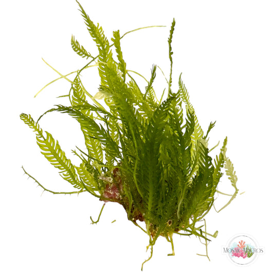 WYSWYG Caulerpa mexicana, Lobe-Bladed Caulerpa, Coralline (Naturally Attached to Rock)