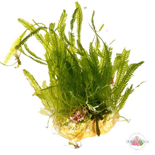 WYSWYG Caulerpa mexicana, Caulerpa prolifera, Branching Coralline, Codium (Naturally Attached to Rock)