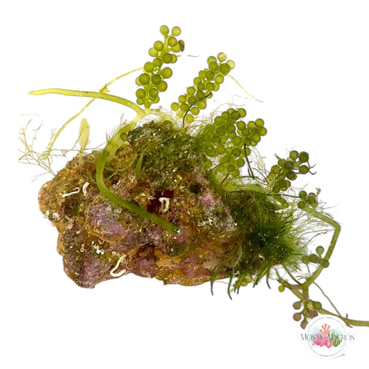 WYSWYG Caulerpa lentillifera, Maiden’s Hair, Coralline (Naturally Attached to Rock)