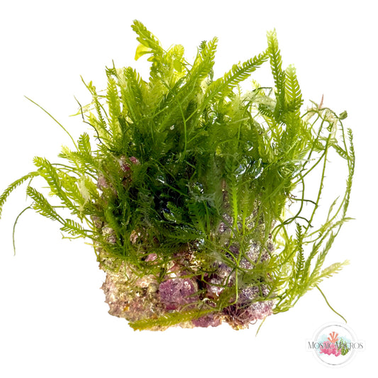 WYSWYG Caulerpa mexicana, Lobe-Bladed Caulerpa, Coralline (Naturally Attached to Rock)