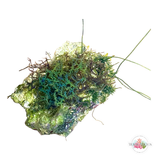 WYSWYG Blue Hypnea, Seagrass Chaeto (Naturally Attached to Rock)