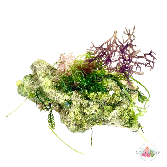 WYSWYG Caulerpa mexicana, Fern Ball Chaeto, Blue Ochtodes (Naturally Attached to Rock)