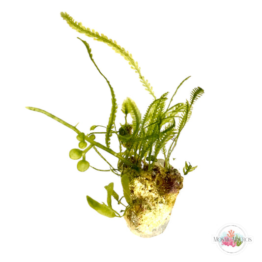 WYSWYG Caulerpa mexicana, Caulerpa peltata, Caulerpa brachypus, Lobe-Bladed Caulerpa (Naturally Attached to Rock)