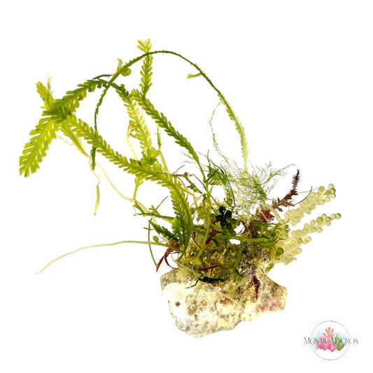 WYSWYG Lobe-Bladed Fern Caulerpa, Caulerpa lentillifera, Sea Shrub, Red Fern Haliptilon (Naturally Attached to Rock)