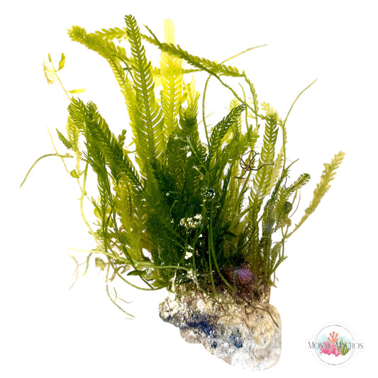 WYSWYG Caulerpa mexicana, Lobe-Bladed Fern (Naturally Attached to Rock)