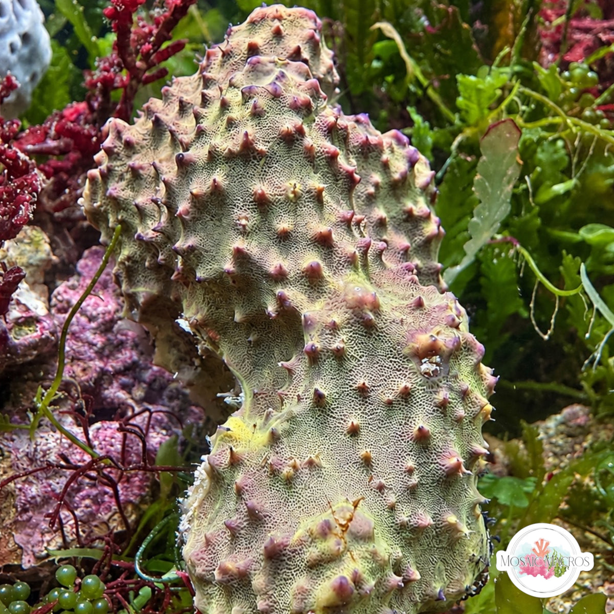 Rainbow Horn Sponge | Dysidea sp.