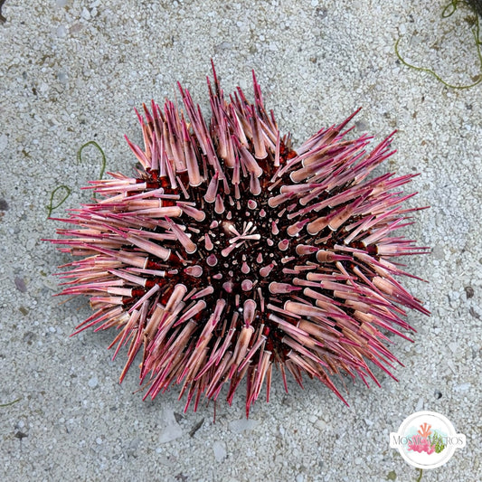 Pale Reef Urchin | Echinometra mathaei
