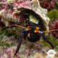 Midnight Hermit Crab | Calcinus gaimardii