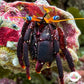 Midnight Hermit Crab | Calcinus gaimardii