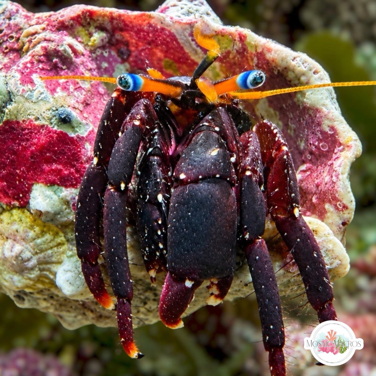 Midnight Hermit Crab | Calcinus gaimardii