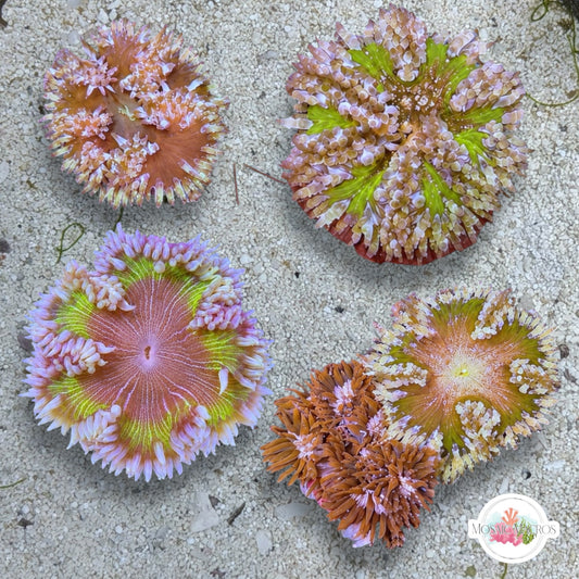 Ultra Rock Flower Anemone | Phymanthus crucifer