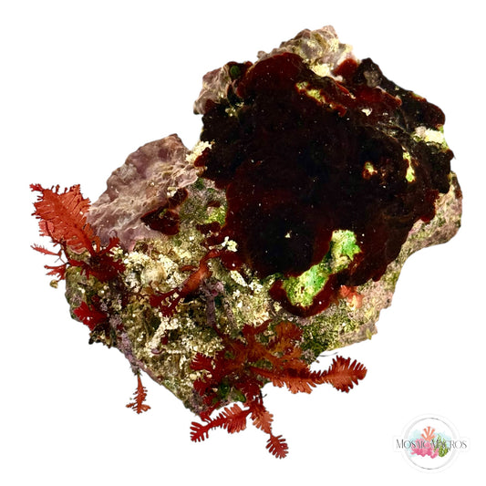 WYSWYG Red Fern Haliptilon & Coralline (Naturally Attached to Rock)